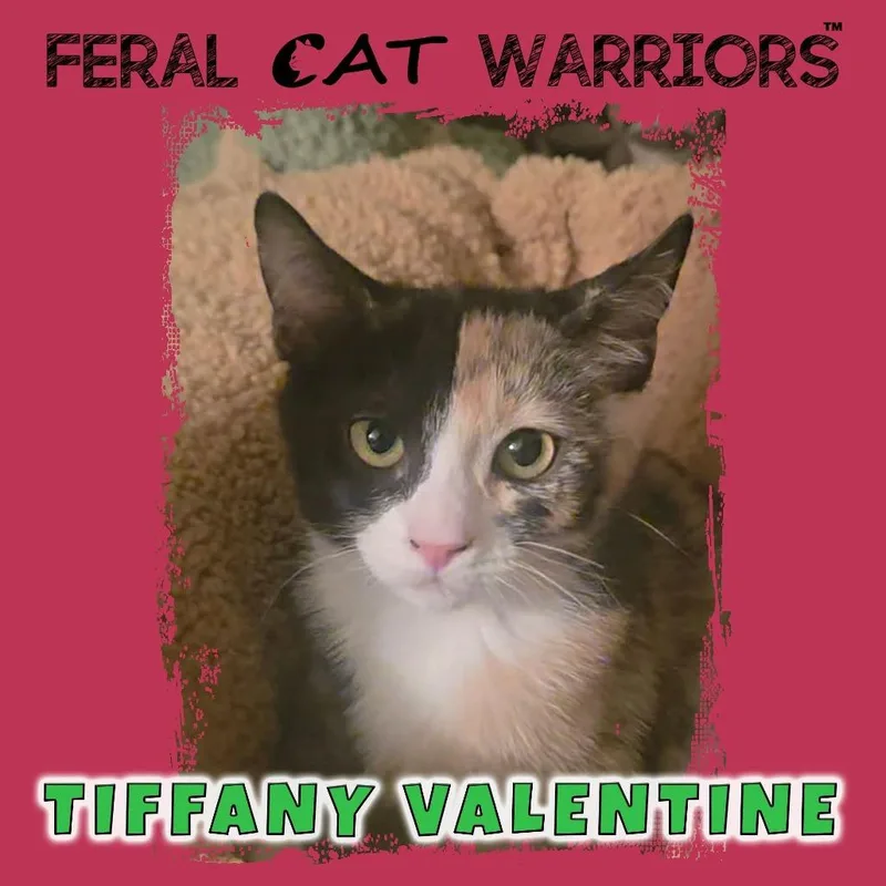 A baby small-sized female Domestic Short Hair cat named Tiffany Valentine for adoption in Kingman, AZ