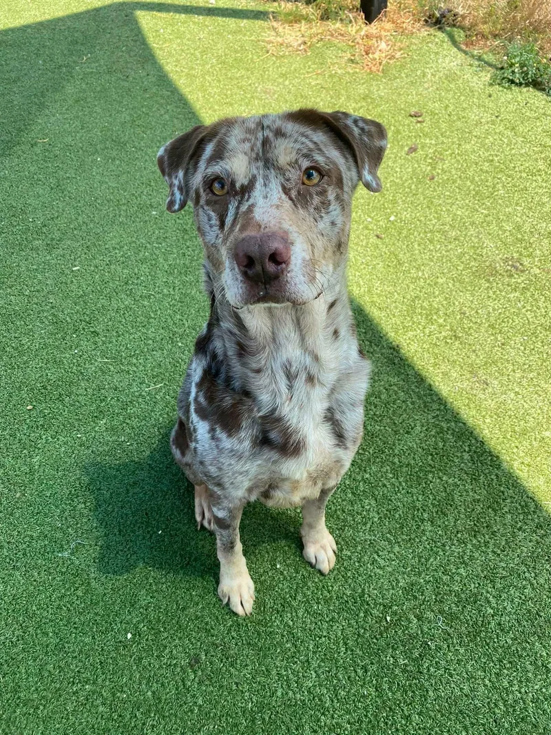 An adult medium-sized male Merle (Red) Catahoula Leopard Dog dog named Yeti for adoption in Houston, TX