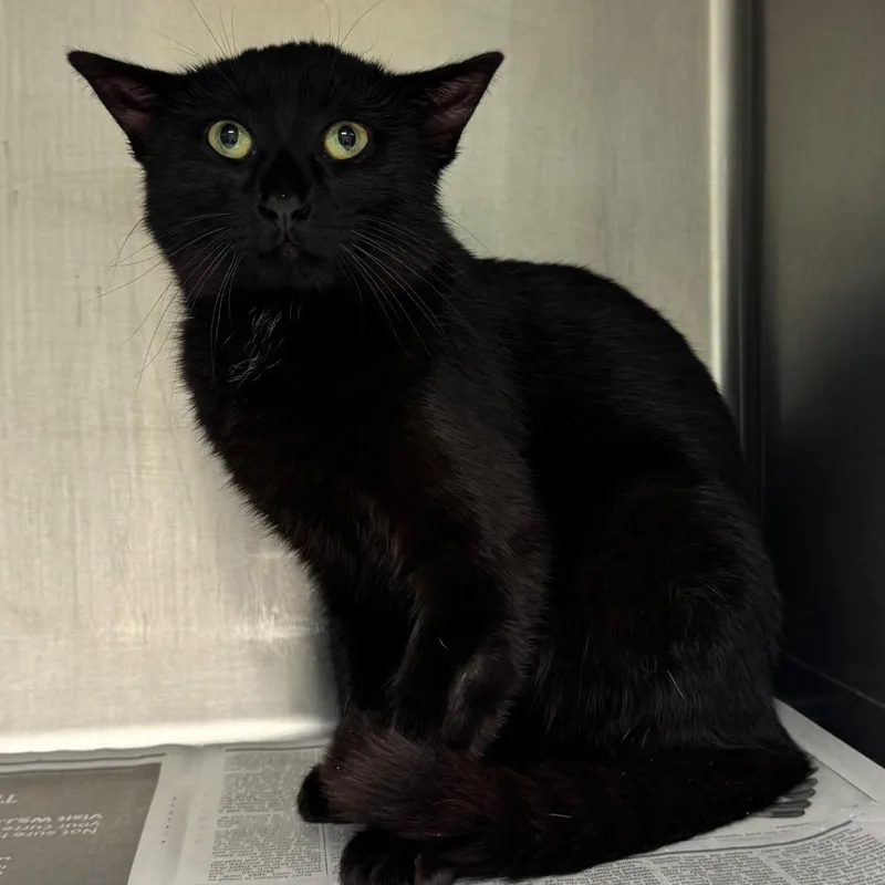 A young medium-sized male Black Domestic Short Hair cat named Lil Parry for adoption in Waukesha, WI