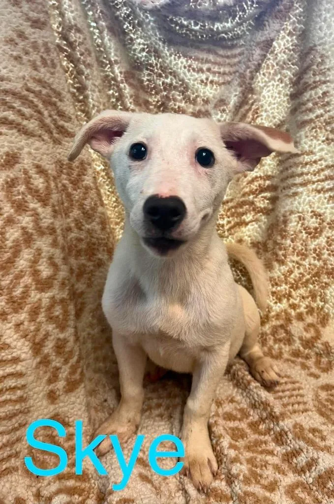 A baby small-sized female Mixed Breed dog named Skye for adoption in Princeton, IN