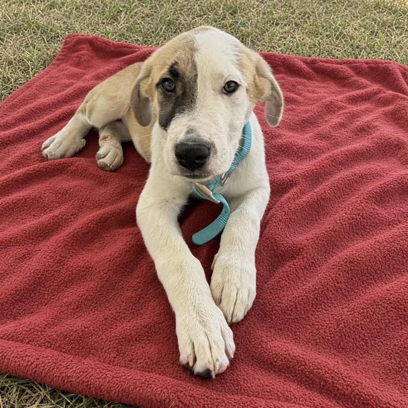 A young large-sized male Brown / Chocolate Anatolian Shepherd dog named Sweet Tea for adoption in Pilot Point, TX