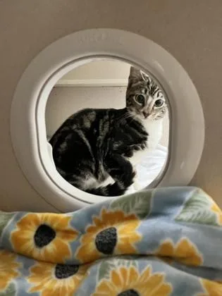 A young small-sized male Domestic Short Hair cat named Hagrid for adoption in Columbus, IN