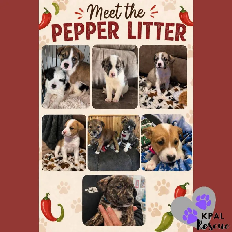 Pepperoncini  Pepper Litter