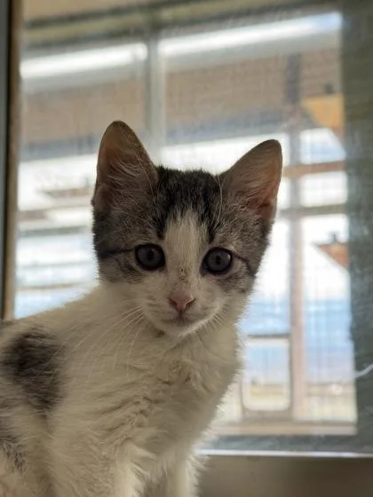 A young medium-sized female White Domestic Short Hair cat named Oakley for adoption in Eagle, CO