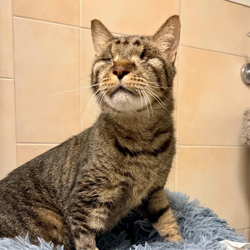 A senior large-sized male Domestic Short Hair cat named Thumper for adoption in East Hampton, NY
