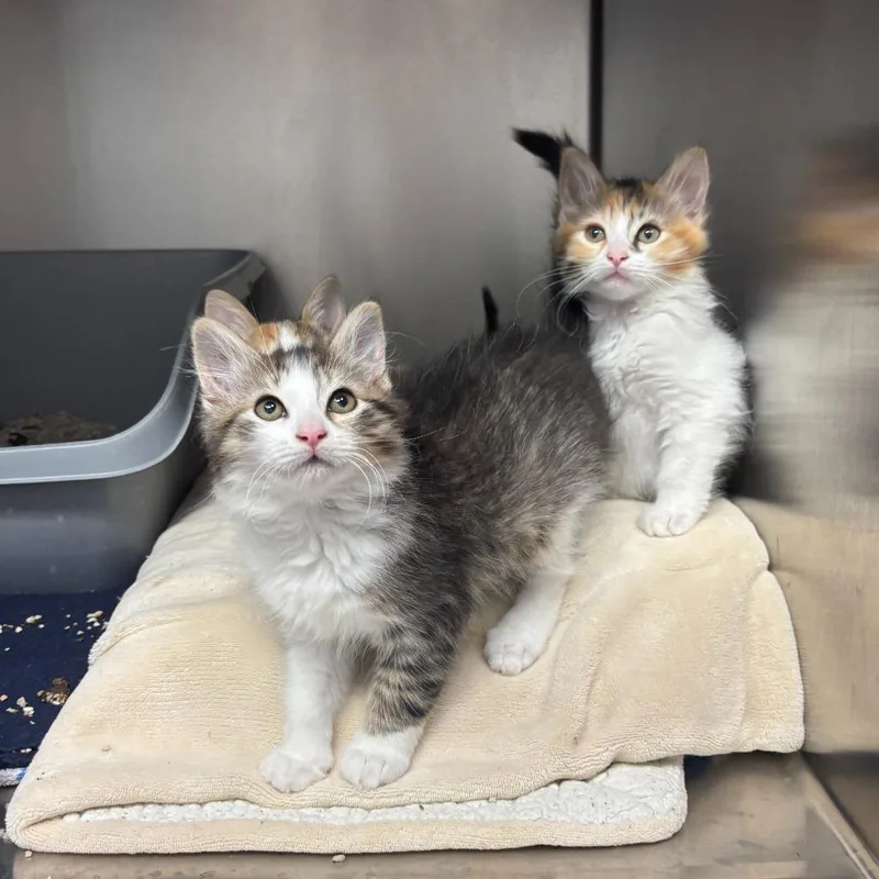 A baby small-sized female Domestic Long Hair cat named Michelada for adoption in Los Angeles, CA