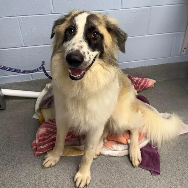 A young large-sized male Great Pyrenees dog named Sage for adoption in Martinsville, VA