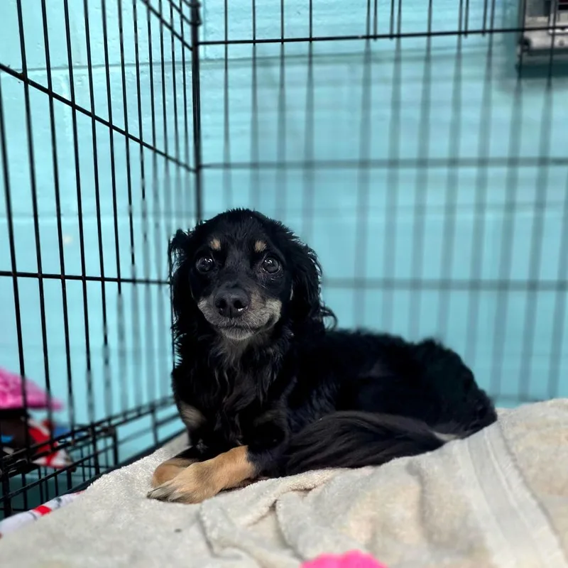 An adult small-sized male Black Chihuahua dog named Boots for adoption in Port Charlotte, FL