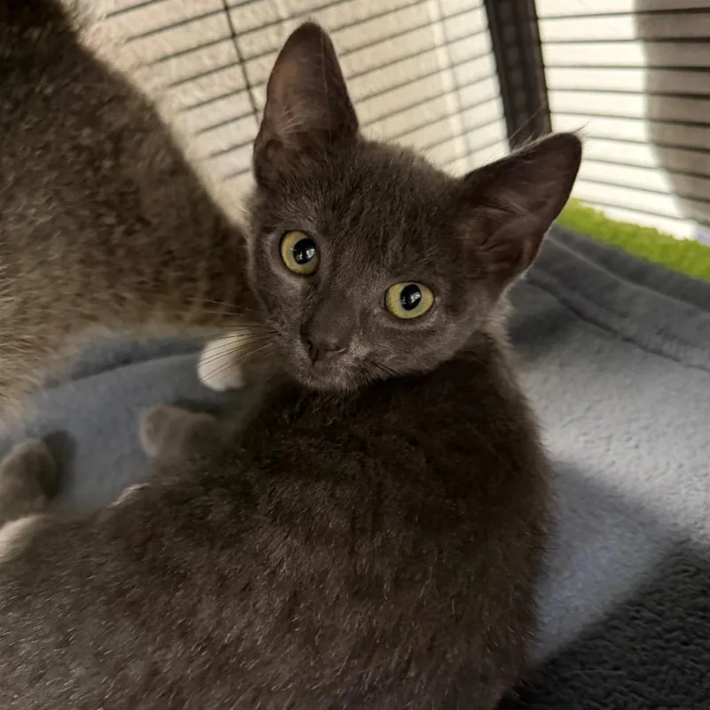 A baby small-sized female Gray / Blue / Silver Domestic Short Hair cat named Grigio for adoption in Hampton Bays, NY