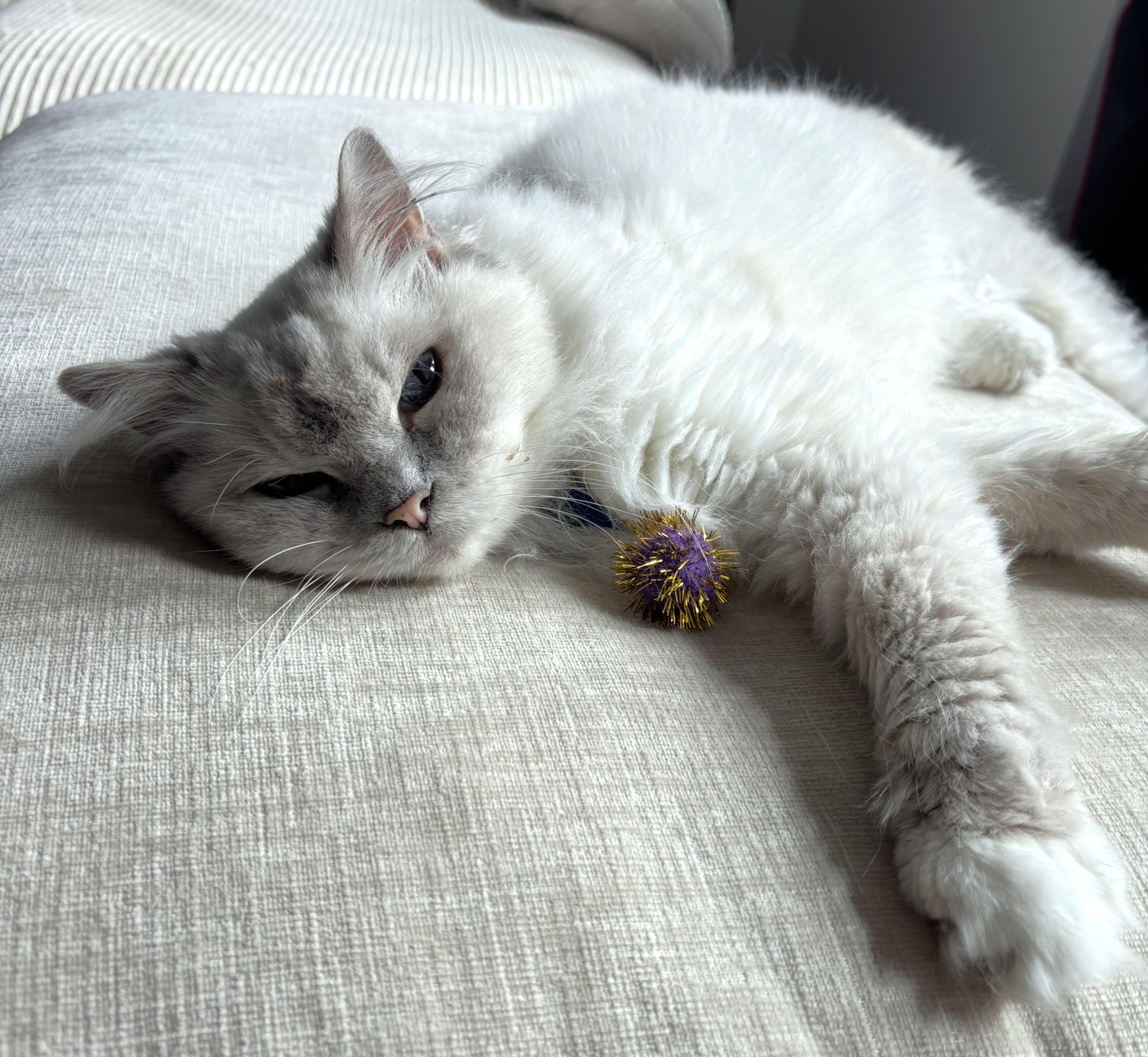 A senior medium-sized female Lilac Point Himalayan cat named Cassie for adoption in Monterey, CA