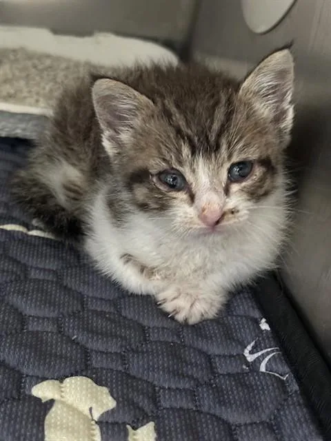 A baby small-sized male Domestic Short Hair cat named Renton for adoption in Riverside, CA