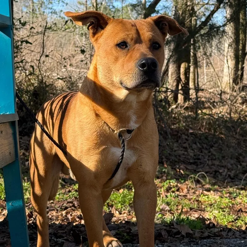 An adult medium-sized male Red / Chestnut / Orange Mixed Breed dog named Player for adoption in Monroeville, AL