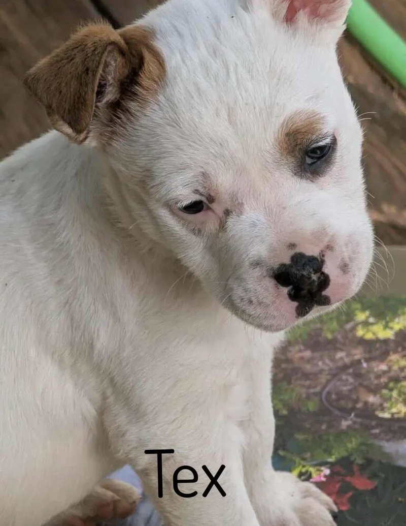 A baby medium-sized male Pit Bull Terrier dog named Tex for adoption in Pembroke, MA