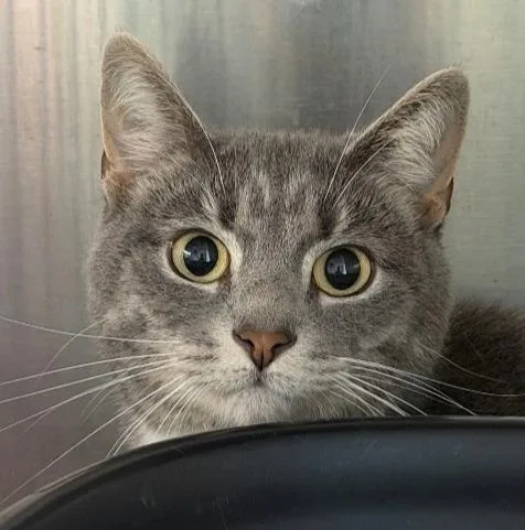 An adult large-sized female Domestic Short Hair cat named Dinky for adoption in Utica, MI