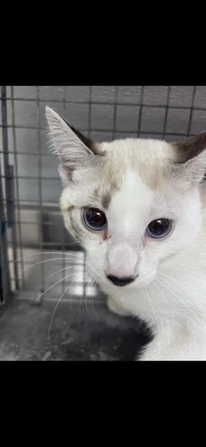 A baby small-sized male Domestic Short Hair cat named Atlantis for adoption in Las Vegas, NV