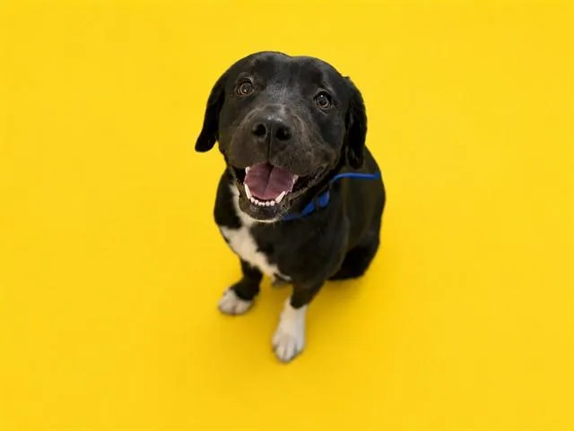 A young medium-sized female Border Collie dog named Lia for adoption in Miami, FL
