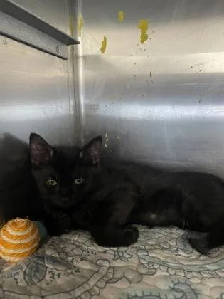 A baby small-sized male Domestic Short Hair cat named Push Pop for adoption in Houston, TX