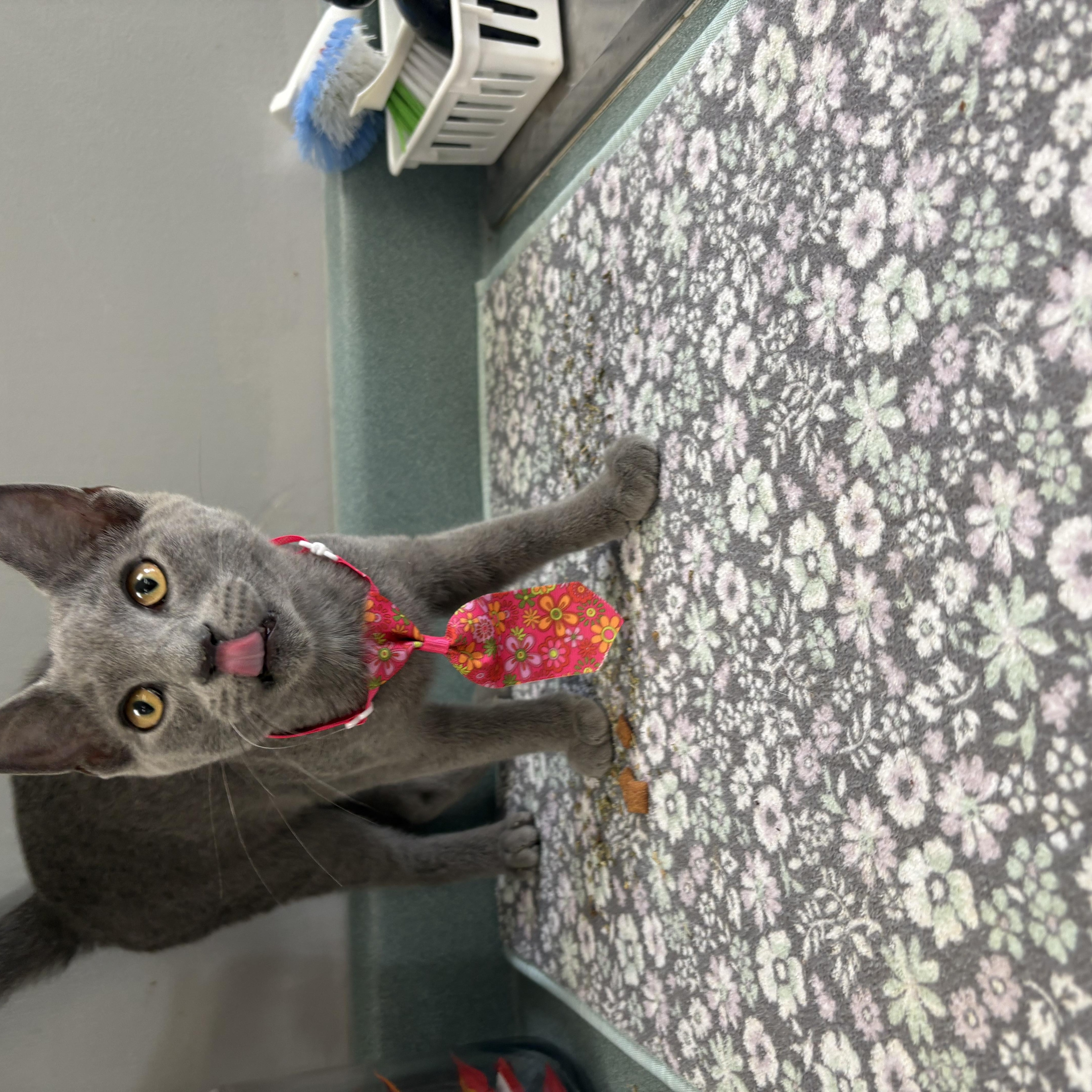A young medium-sized male Gray / Blue / Silver Russian Blue cat named Oatmilk Latte for adoption in Bardstown, KY