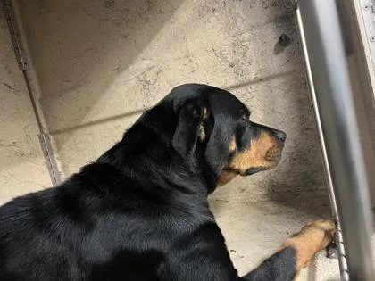 An adult medium-sized female Rottweiler dog named Ember for adoption in Gainesville, FL