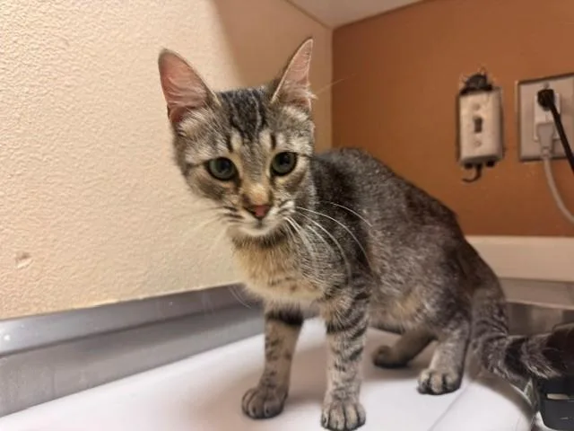 A young medium-sized female Domestic Short Hair cat named Missy for adoption in Fairfield, CA