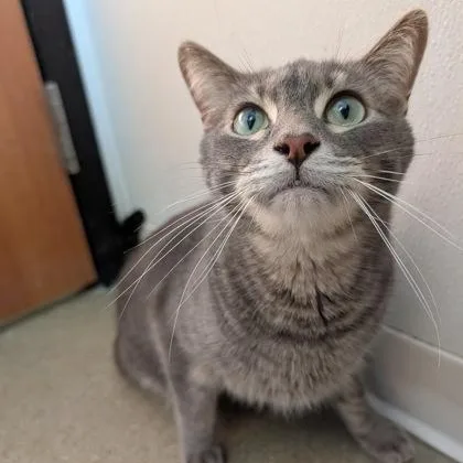 An adult medium-sized male Gray / Blue / Silver Domestic Short Hair cat named Buddy for adoption in Rochester, MN