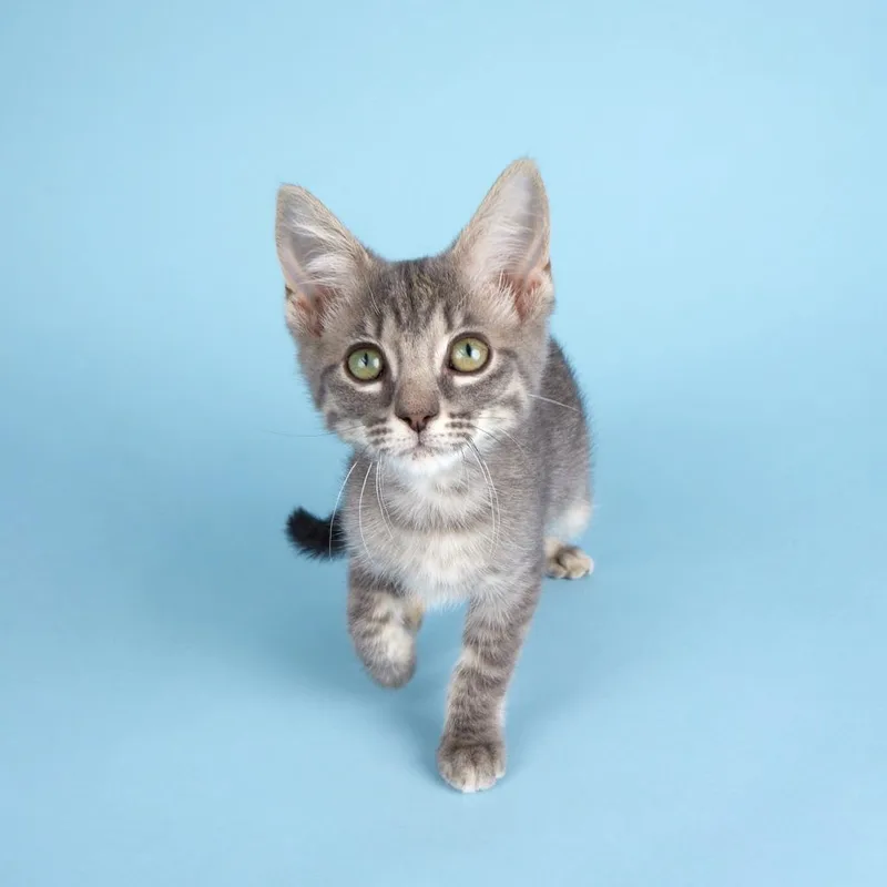 A baby small-sized female Gray / Blue / Silver Domestic Short Hair cat named Winnie for adoption in Houston, TX
