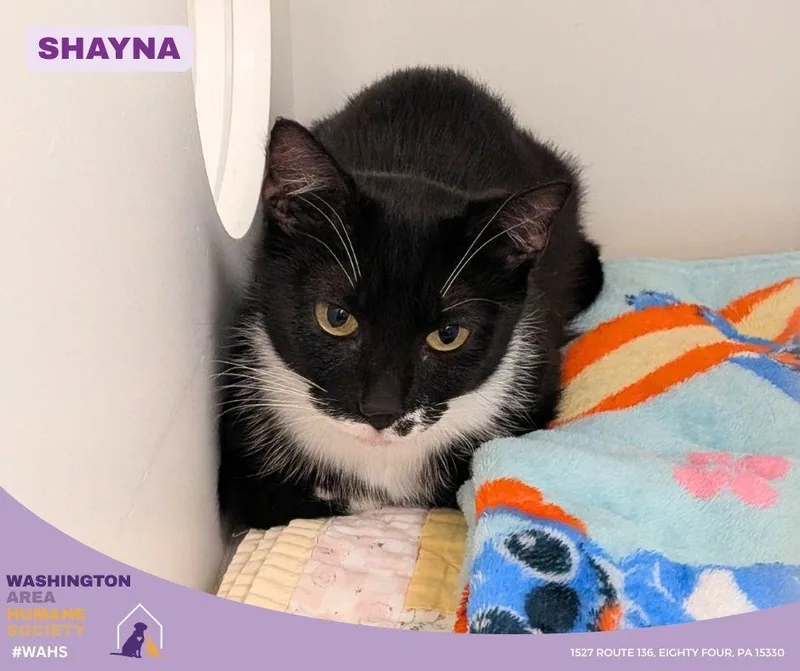 An adult medium-sized female Black & White / Tuxedo Domestic Short Hair cat named Shayna for adoption in Eighty Four, PA