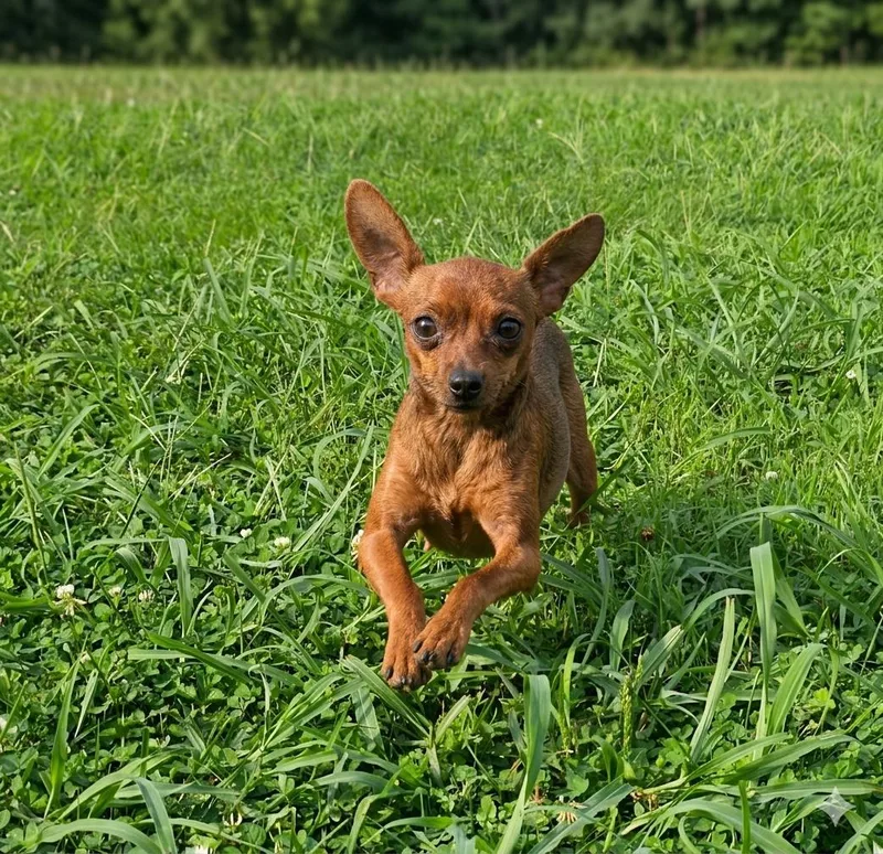 An adult small-sized female Chihuahua dog named Charlotte for adoption in Richmond, KY