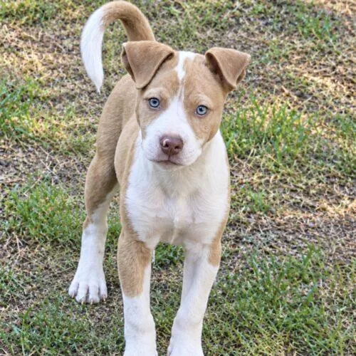 A baby small-sized male Yellow / Tan / Blond / Fawn Terrier dog named Barron Lonestar for adoption in Rockaway, NJ