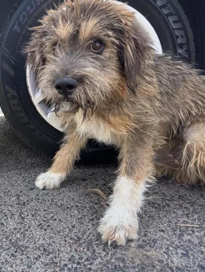 Scruffy