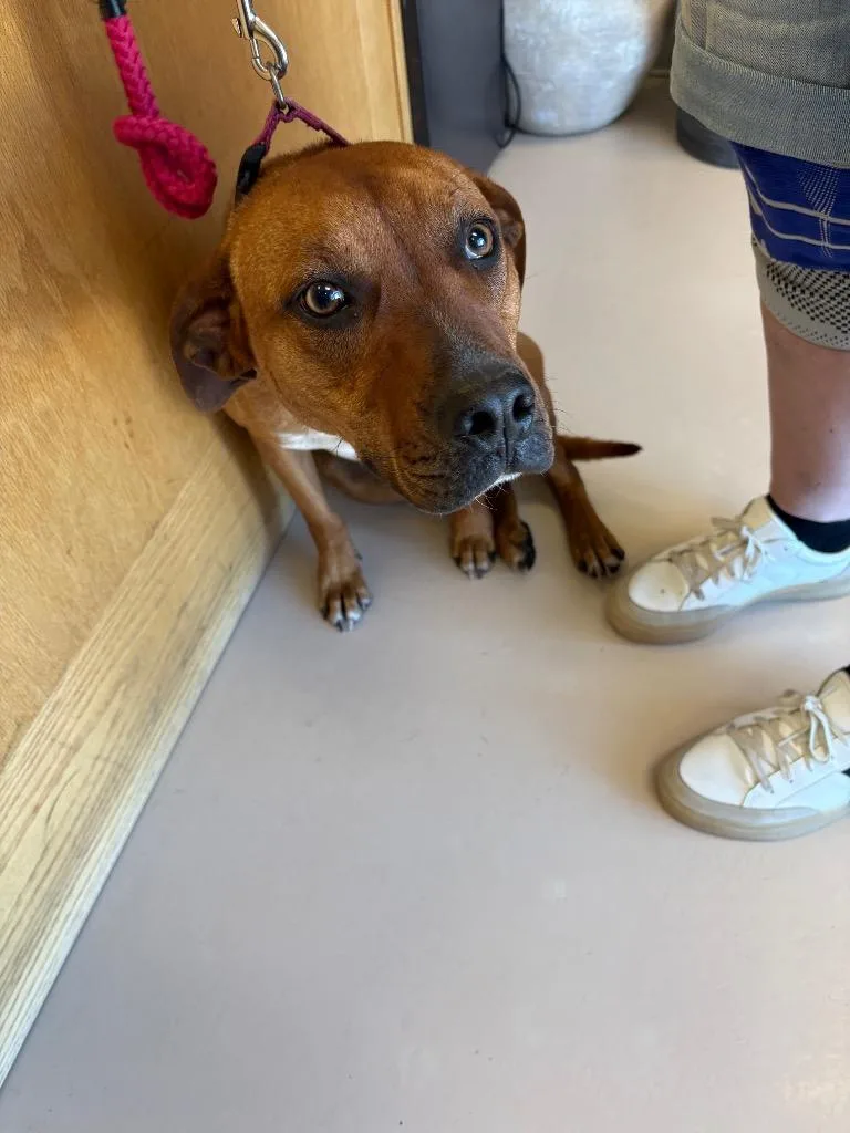 A young medium-sized female Black Mouth Cur dog named Maple for adoption in Belton, TX