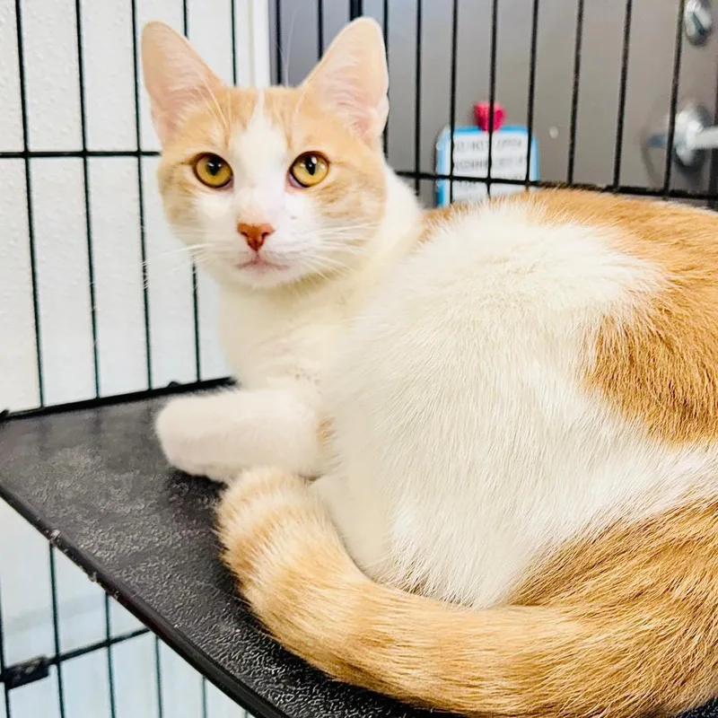 An adult small-sized male Domestic Short Hair cat named Jasper for adoption in Lebanon, MO