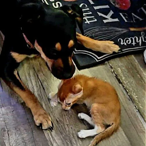 A baby small-sized female German Shepherd Dog dog named Little Lucy for adoption in Tampa, FL
