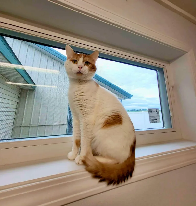 An adult medium-sized male Orange & White Domestic Short Hair cat named Mac for adoption in Shelby, MI