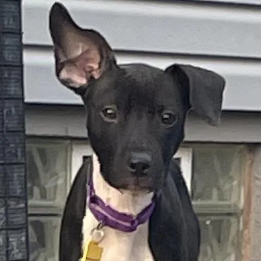 Sadie