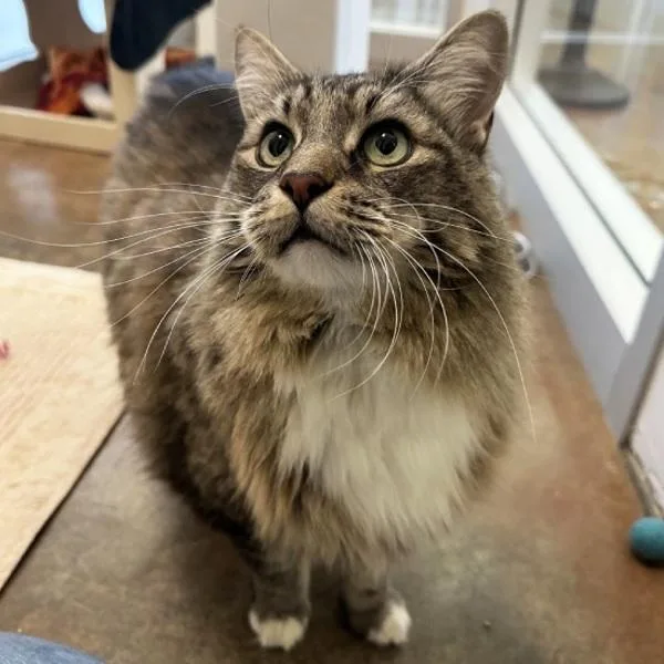 A senior extra large-sized male Domestic Medium Hair cat named Mike for adoption in Walnut Creek, CA