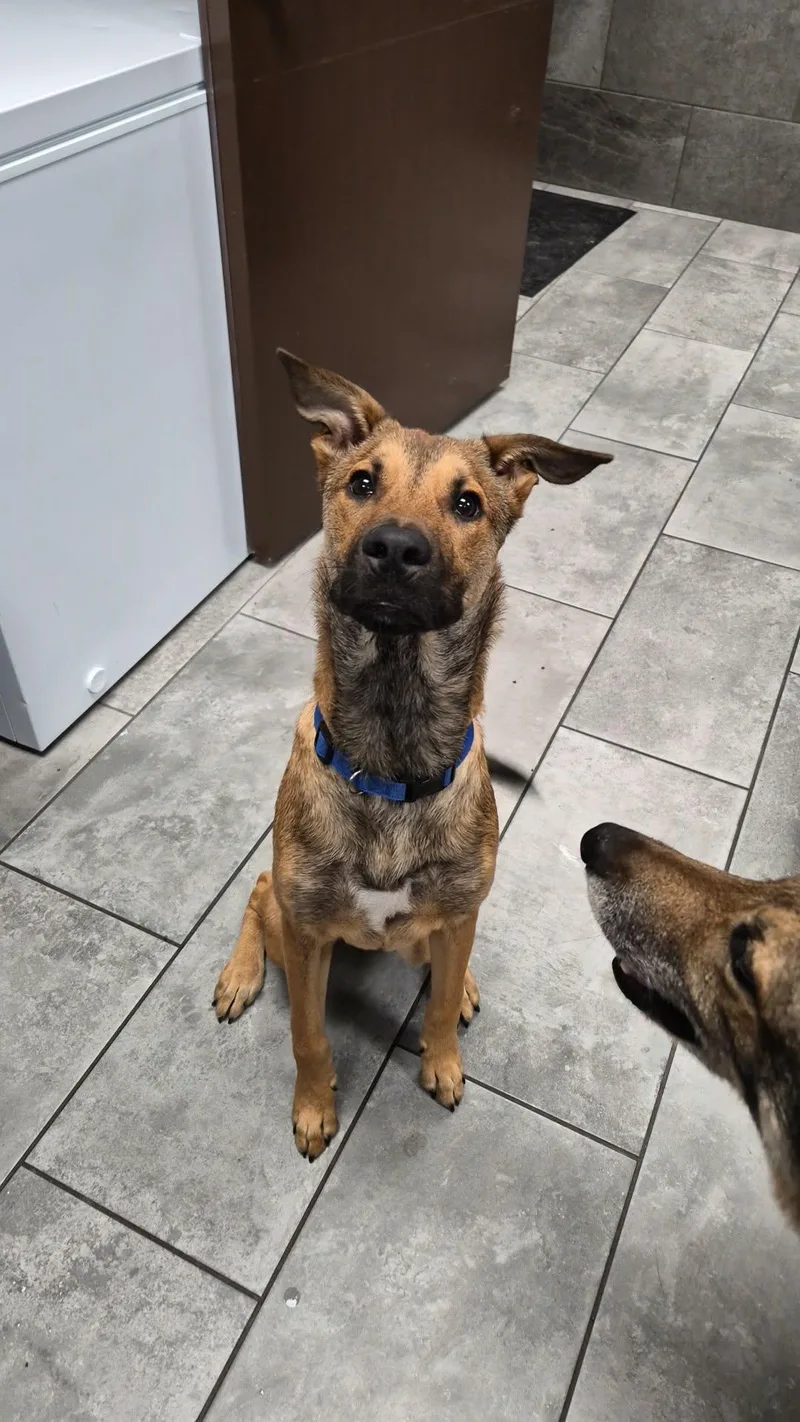 A young large-sized male Brown / Chocolate Shepherd dog named George for adoption in Mico, TX