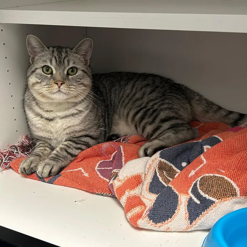 An adult large-sized male British Shorthair cat named Sebastian for adoption in Barrington, IL