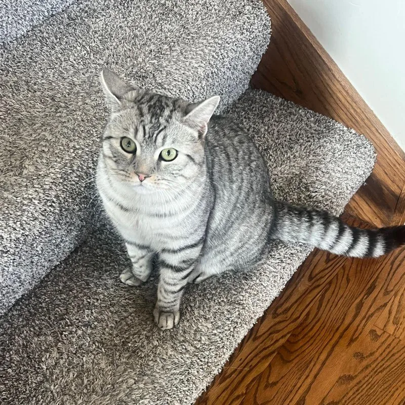 Sebastian thumbnail 3