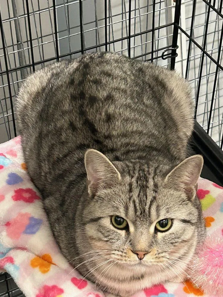 Sebastian thumbnail 4