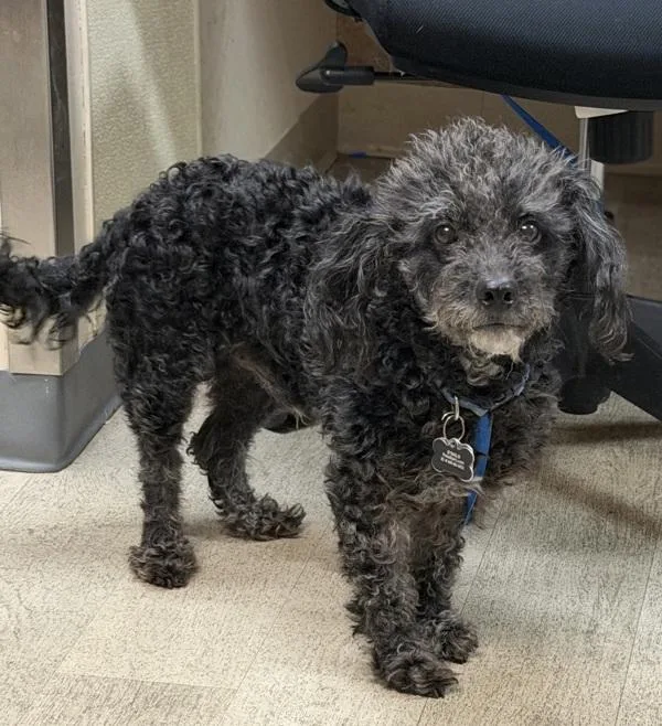 A senior small-sized male Poodle dog named Bernard for adoption in San Diego, CA
