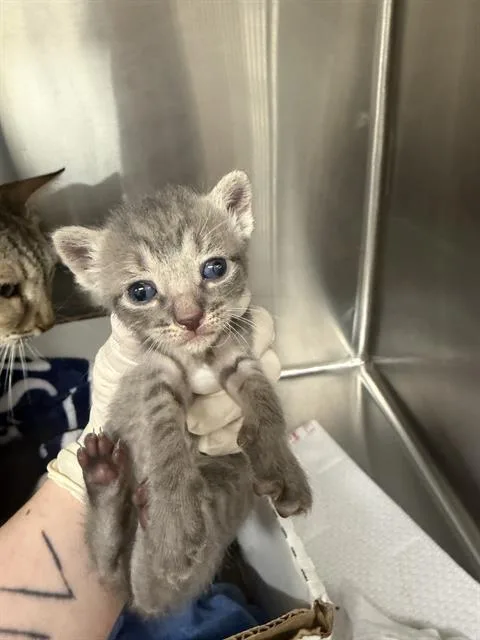 A baby small-sized female Domestic Short Hair cat named Barbie for adoption in Baytown, TX