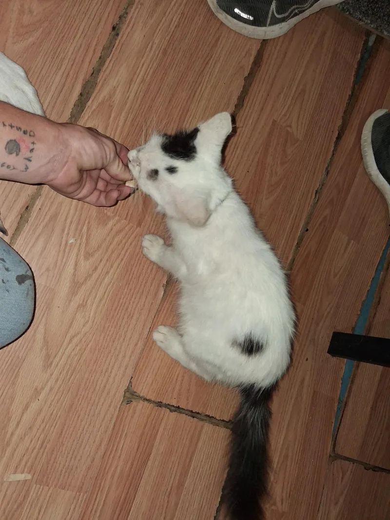 Domino