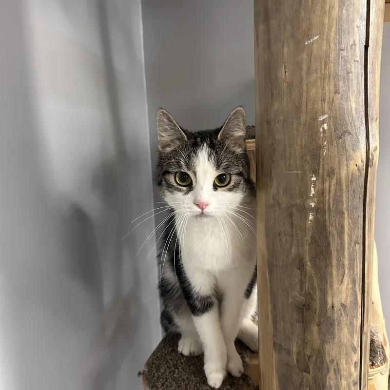 A young medium-sized female Tabby (Gray / Blue / Silver) Domestic Short Hair cat named Lily for adoption in Chisholm, MN