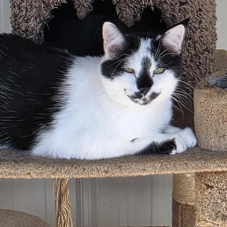 A senior medium-sized male Domestic Short Hair cat named Charlie for adoption in Thayne, WY