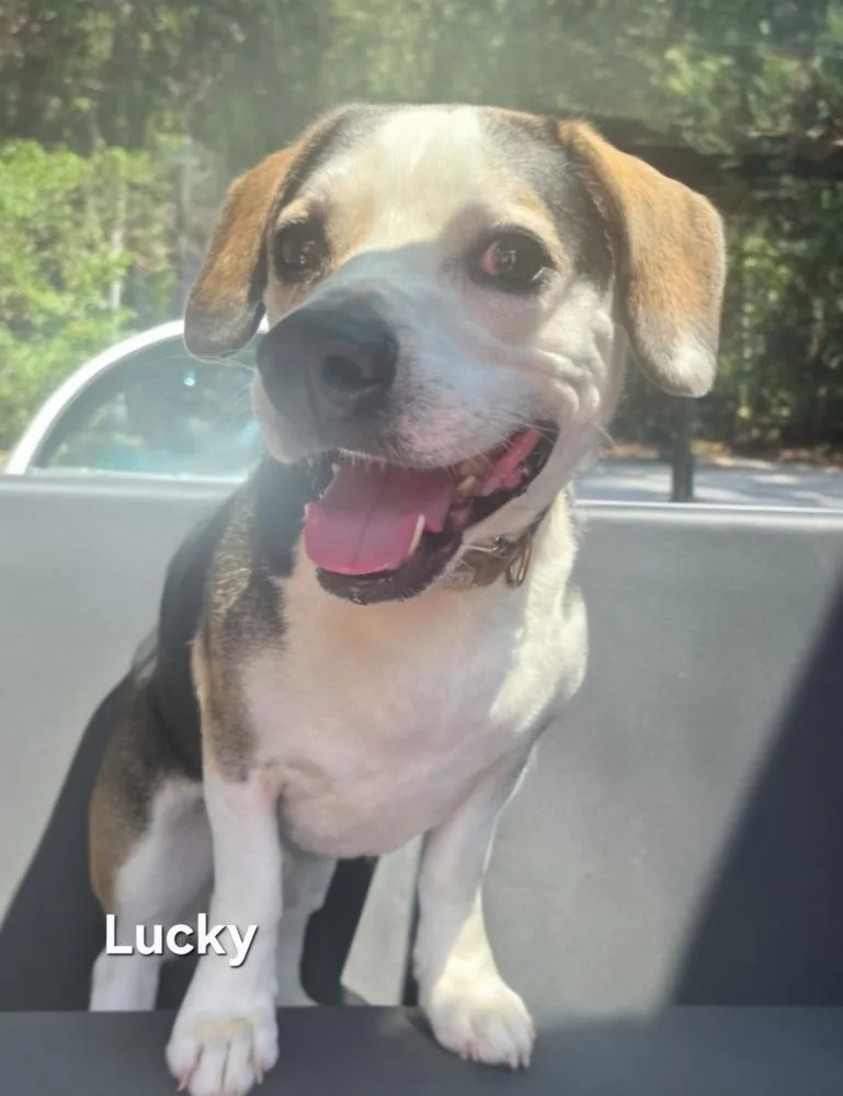 An adult medium-sized male Beagle dog named Lucky for adoption in Clinton, ME