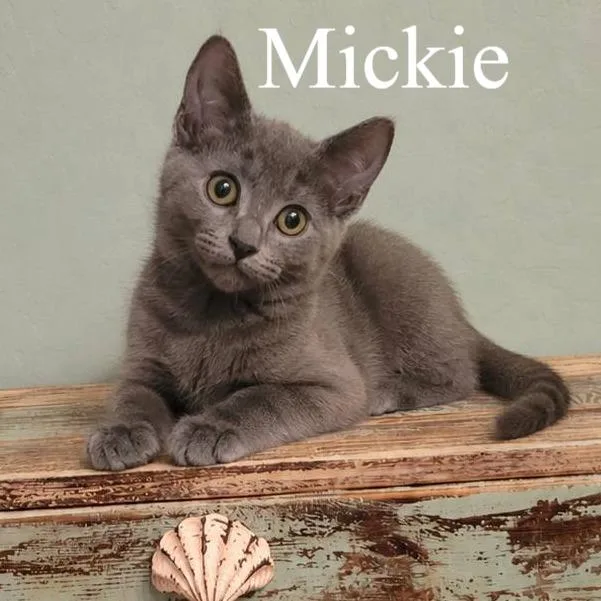 A baby medium-sized male Gray / Blue / Silver Domestic Short Hair cat named Mickie for adoption in Queen Creek, AZ