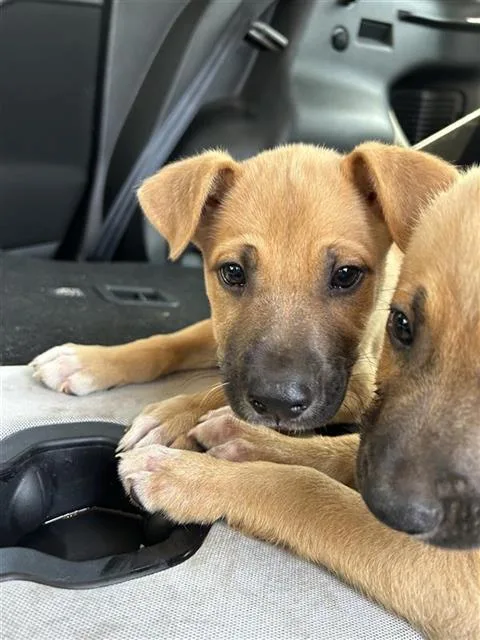 A baby small-sized male Black Mouth Cur dog named Strauss for adoption in San Antonio, TX