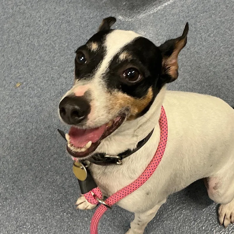 An adult small-sized male Terrier dog named Cash for adoption in St Joseph, MO