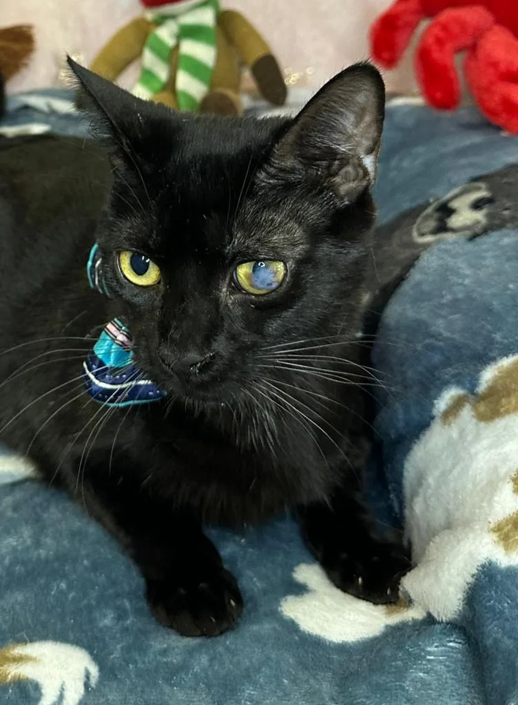 Leonardo thumbnail 2